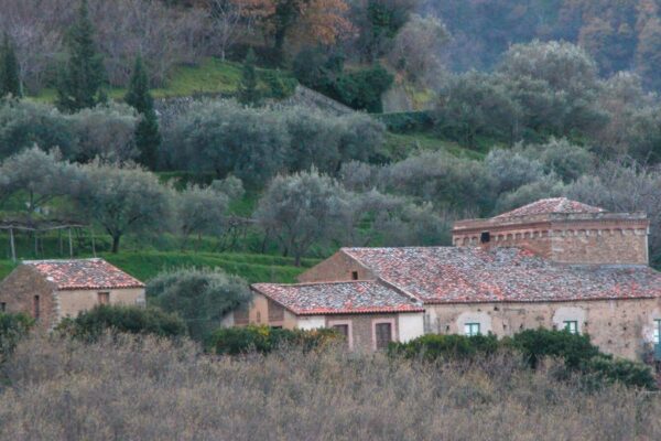 Dalle colline dei Nebrodi un olio d’oliva extravergine di qualità  di superiore 
